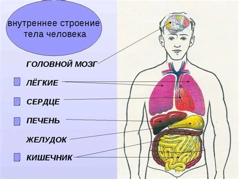 Изменение положения внутренних органов