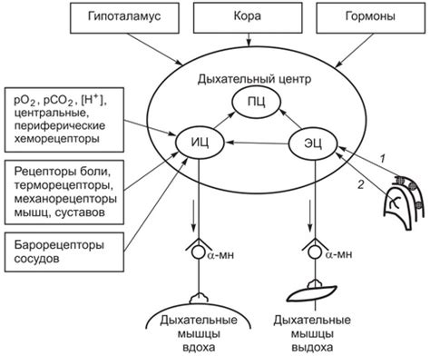 Изменение работы дыхательного центра