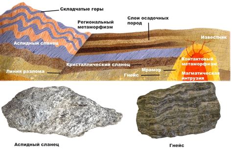Изменение роли и сохранение породы