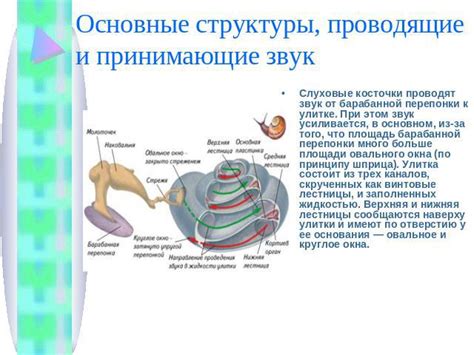 Изменение структуры: от змеи к улитке