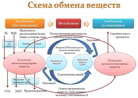 Изменения в кровоснабжении и обмене веществ