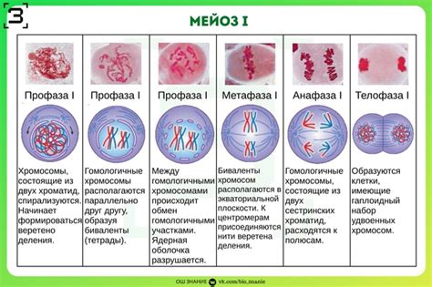 Изменения в организме козы