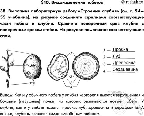 Изначальное предназначение клубня