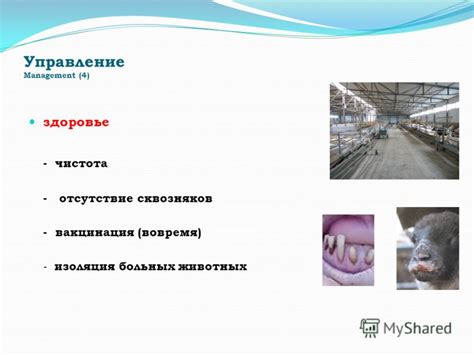 Изоляция от больных животных