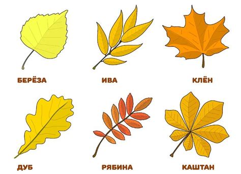 Изучаем красные листья березы