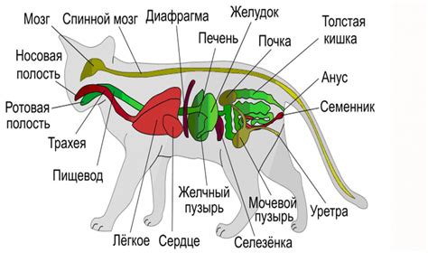 Изучение анатомии котов-единорогов
