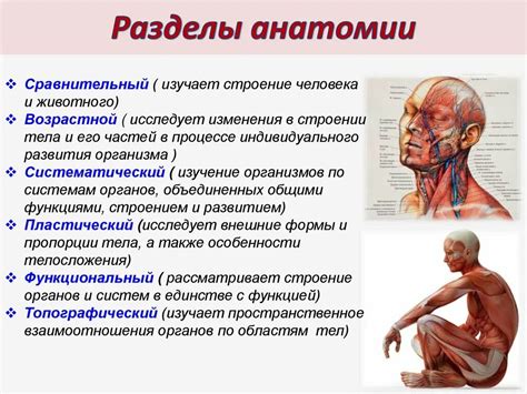 Изучение анатомии техники