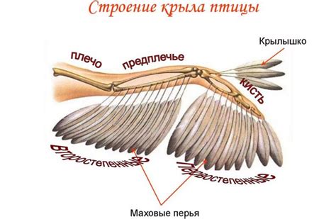 Изучение деталей: клюв, крылья, перья