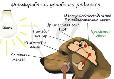 Изучение условного рефлекса