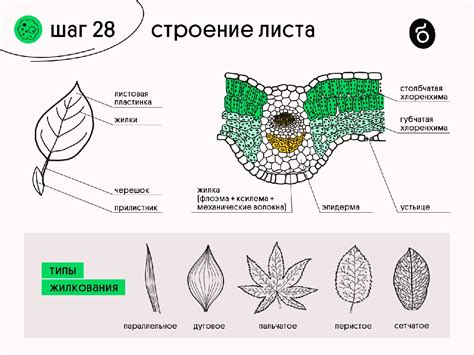 Изучение формы и структуры листа