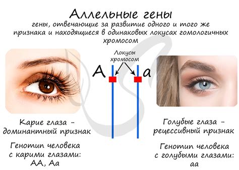 Изучите ее характеристики и особенности