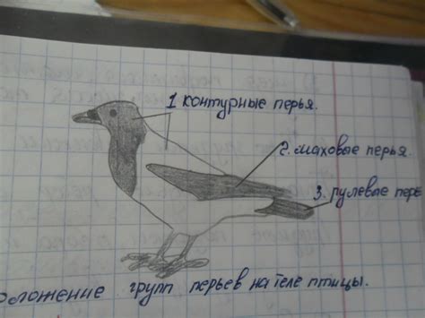 Изучите карту и найдите местонахождение птицы
