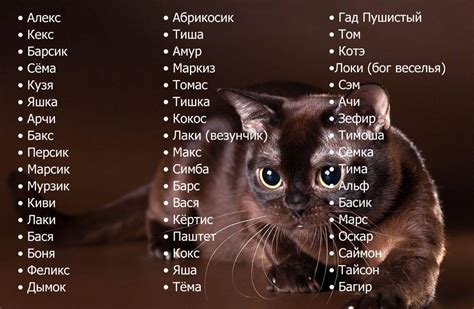 Имена, вдохновлённые культурой и искусством: необычные и стильные варианты для уникальной кошки