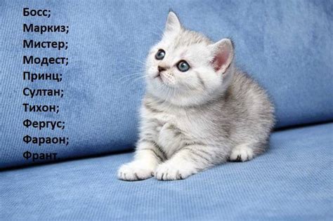 Имена, вдохновлённые природой: красивые варианты для вашей кошки-природницы