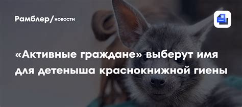 Имя гиены героини