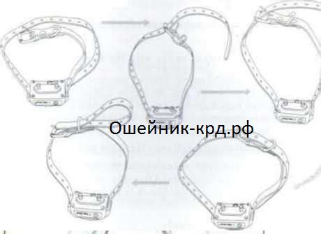 Инструкция по активации эшо ошейника
