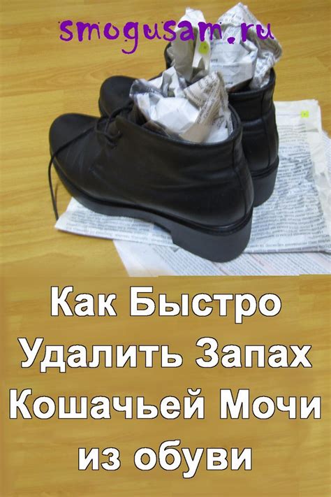 Инструкция по удалению кошачьей мочи из обуви