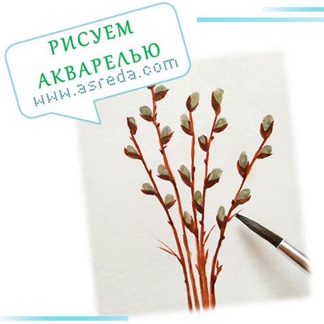 Инструкция рисования букета вербы акварелью для начинающих