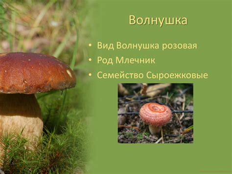 Интересные факты о грибе волнушка