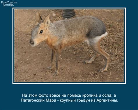 Интересные факты о животных и аквариумах