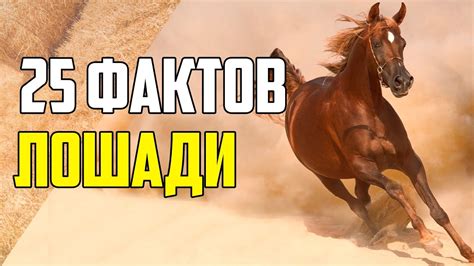 Интересные факты о лошадях