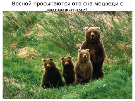 Интерпретация сна с медведицей и медвежатами