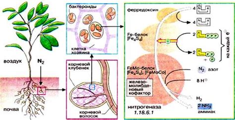 Использование азотфиксирующих бактерий