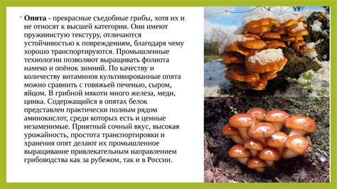 Использование выращенных грибов в кулинарии