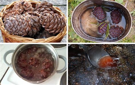 Использование масел для удаления смолы с кедровых шишек