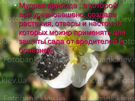 Использование растительных экстрактов