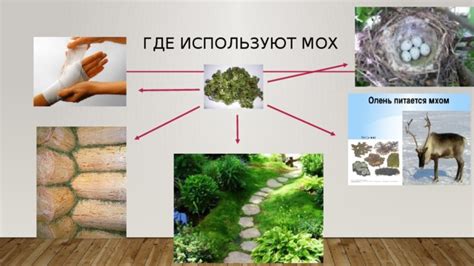 Использование собранного мха