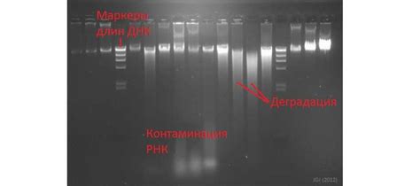 Использование флуоресцентных зондов для идентификации нуклеиновых кислот