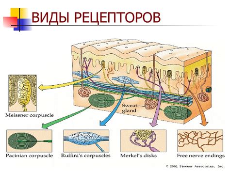 Использование чувствительных рецепторов