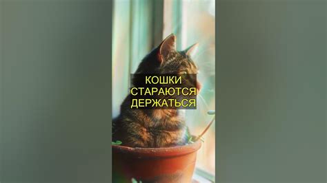 Исследование поведения котов в роли отцов