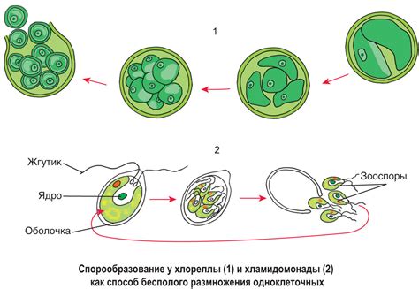 Исследование спора: зажжённый или загженный