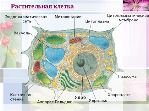 Исследования ядра растительной клетки