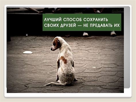 Истории выживших и спасенных животных