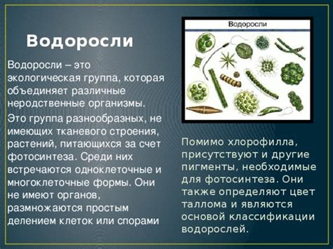Исторические данные о классификации водорослей как растений