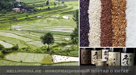 Исторические и культурные основания традиции еды риса в Китае