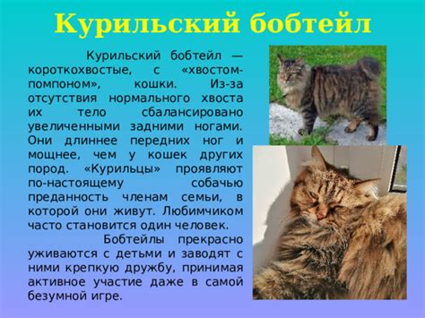 Исторические причины отсутствия хвоста