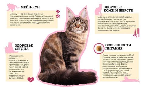 Исторический аспект появления предпочтения кошек к темным местам
