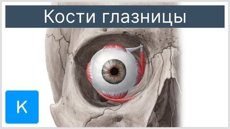 История исследования явления извлечения глаза из глазницы
