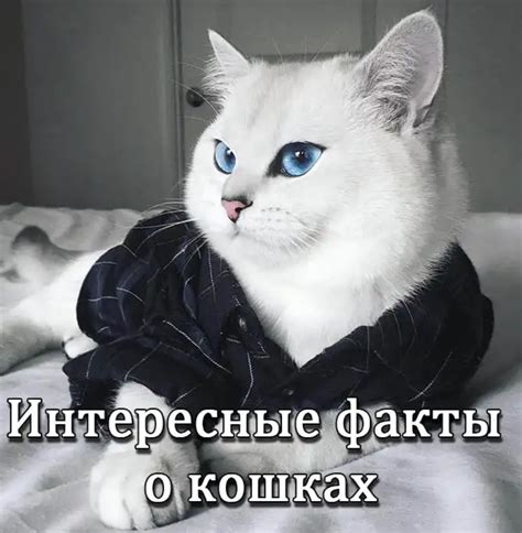 История и интересные факты о прозвище "Васька" для котов на Руси