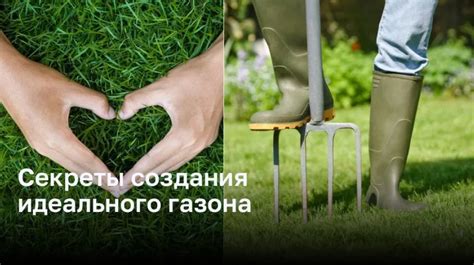 КЛЮЧЕВЫЕ СЕКРЕТЫ ГУСТОГО И ЖЕСТКОГО ГАЗОНА