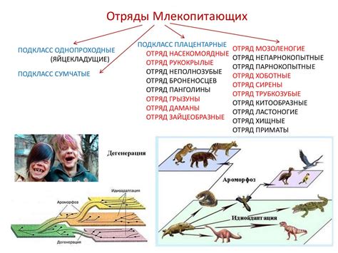 Какие бывают признаки крипторхидизма