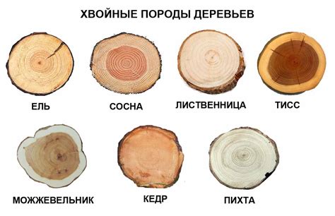 Какие виды дерева лучше всего подходят для изготовления ложек