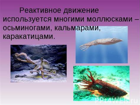 Какие сигналы животные используют