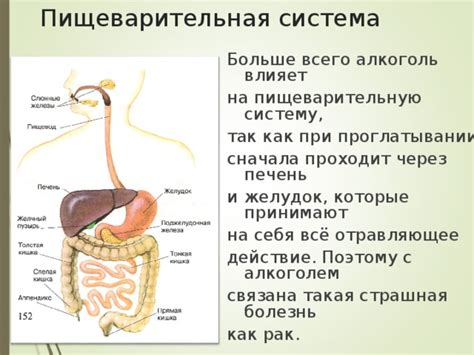 Как алкоголь влияет на пищеварительную систему