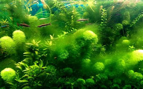 Как бороться с водорослями в аквариуме: лучшие советы и рекомендации