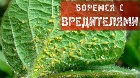 Как бороться с вредителями горных растений
